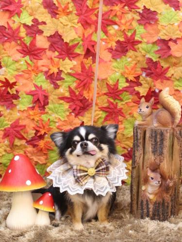 20241113ごまくん